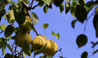 红梨树修剪方法 红梨树怎么修剪