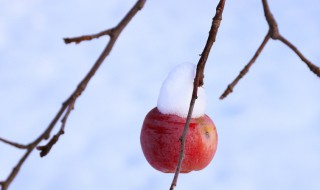 冬季短句 冬天是残酷而严肃的