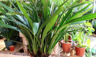 墨兰怎么养 以下要点都要注意