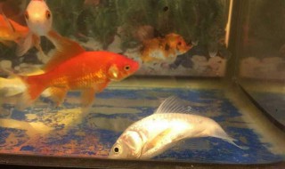 新手入门养鱼常识 新手一定要知道的养鱼知识