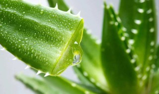 芦荟怎么护肤 有哪些护肤方法