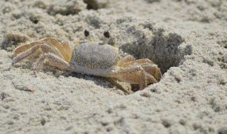 沙蟹怎么养 养沙蟹方法