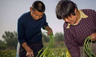 收蒜苔最佳方法 收蒜苔的最佳方法介绍