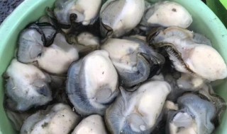 贝壳肉制作方法 大贝壳肉简单做法