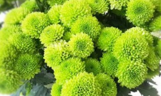 绿菊怎么做干花 绿菊干花的做法