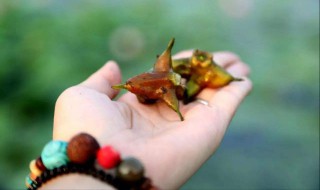 吃菱角的常见方法 吃菱角的常见方法及制作方法