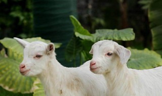 梦见杀羊是什么意思 梦见杀羊的寓意