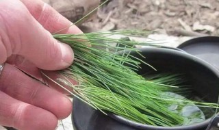 哪些人不适合吃松针 什么人不适合吃松针