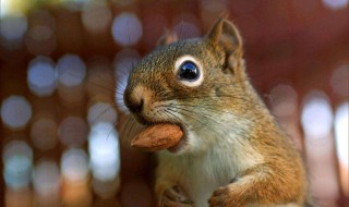 松鼠喜欢吃什么 松鼠都喜欢吃些什么