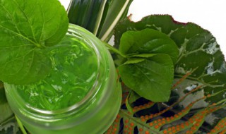 芦荟移植方法和注意事项 芦荟移植方法和注意事项简述