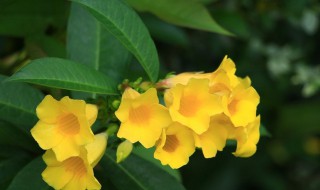 黄蝉花的养殖方法和注意事项 黄蝉花的正确养法