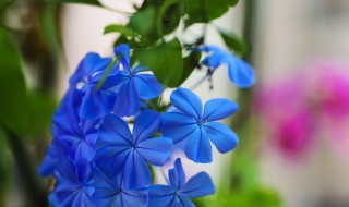 蓝雪花的养殖方法 注意五个要点让蓝雪花爆盆
