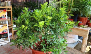 米兰的养殖方法和注意事项 米兰花的正确养法