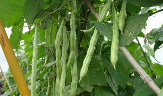 四季豆种植时间和方法 四季豆种植时间和方法介绍