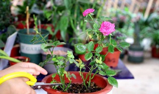 越冬月季修剪时间和方法 这个时间段是最佳时间