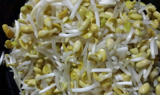 黄豆芽怎么保存 黄豆芽如何保存