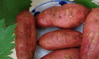 山芋怎么保存不发芽 山芋如何保存可以不发芽
