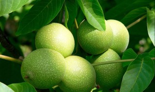 核桃种植方法 怎么种植是最好的呢