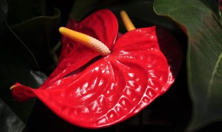 哪些花卉不能施复合肥 不适合施复合肥的花有什么