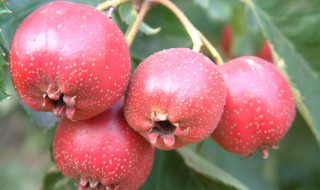 鲜山楂怎么长期保存 鲜山楂保存方法介绍
