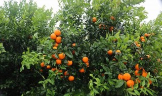 沃柑施肥方法 施肥步骤如下