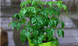 幸福树苗养护方法 幸福树苗养护方法介绍