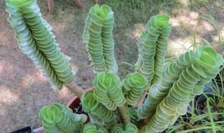 金钱木怎么养 如何养好金钱木