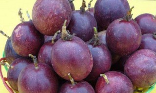 紫色百香果种植方法 紫色百香果种植方法介绍
