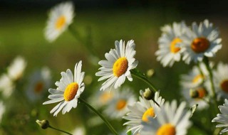洋菊花的种植方法 洋甘菊怎么种植