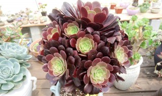 多肉紫熏养殖方法 多肉紫熏的正确养法