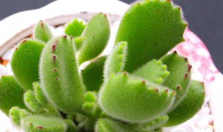 小熊掌的种植方法 小熊掌养殖方法