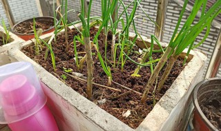 泡沫箱种小葱方法 泡沫箱种小葱方法介绍