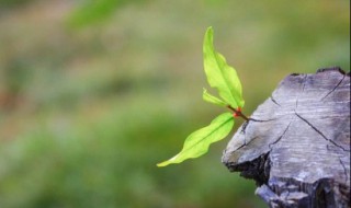 幸福树催芽的方法 4种方法使其快速发芽