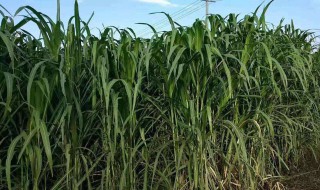 甜象草越冬方法 甜象草越冬前如何处理