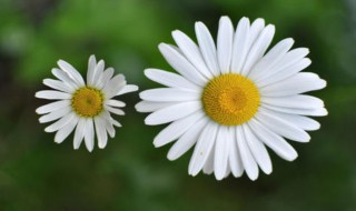 洋甘菊栽培方法 洋甘菊如何栽培