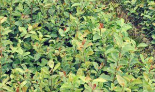 八角苗的培育方法 培育方法介绍