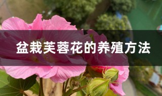 芙蓉花冬季养殖方法 盆栽芙蓉花的养殖方法介绍