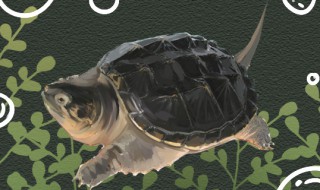 鳄龟怎么分公母 鳄龟分公母的方法介绍