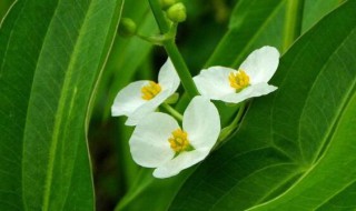 独角莲的功效与作用及食用方法 独角莲的功效及食用方法介绍