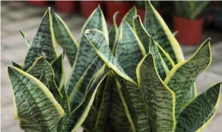 虎皮兰养殖方法要求 虎皮兰怎么养殖