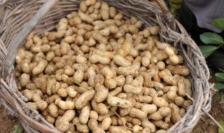 最快的摘花生方法 最快的摘花生方法有哪些