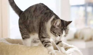 小猫踩奶什么意思 是一种什么行为呢