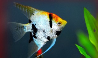 神仙鱼换水方法 神仙鱼怎么换水