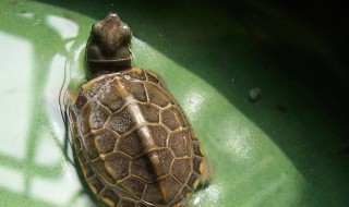 乌龟苗过冬方法 怎么过冬龟苗