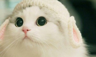 猫咪洗澡的方法 洗澡的步骤介绍