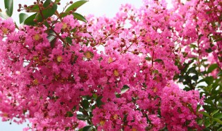 紫薇修剪方法 不同季节修剪方法也不相同