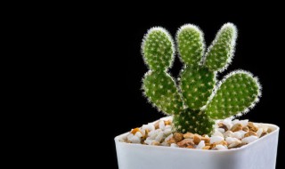 仙人掌果腌制方法 仙人掌果怎样腌制