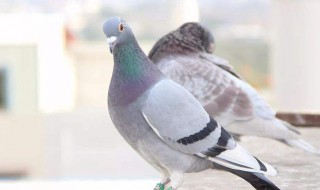 鸽子赛前喂食方法 赛前有什么需要注意的