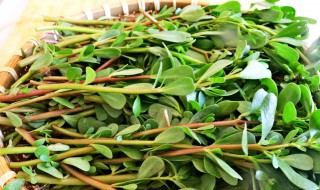 马齿苋新鲜的好还是干的好 干马齿苋和新鲜马齿苋可以互相替代吗