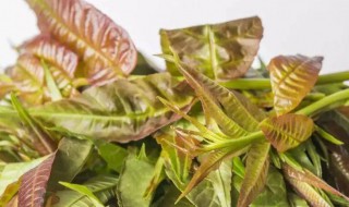 香椿的功效与作用禁忌 香椿的功效与作用禁忌是什么